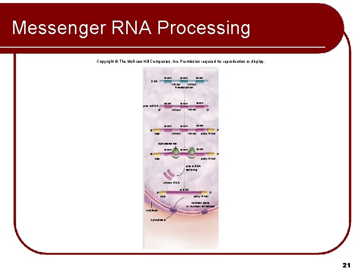 Messenger RNA Processing Copyright © The Mc. Graw-Hill Companies, Inc. Permission required for reproduction