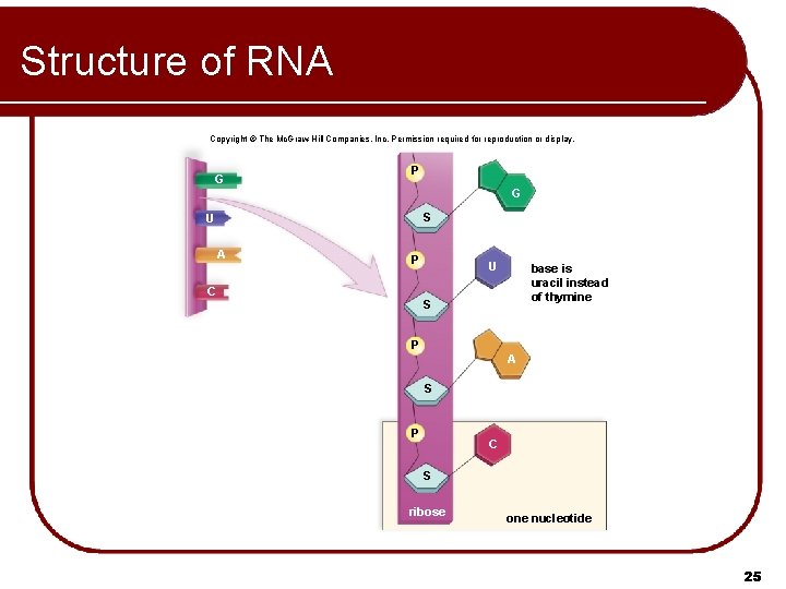 Structure of RNA Copyright © The Mc. Graw-Hill Companies, Inc. Permission required for reproduction