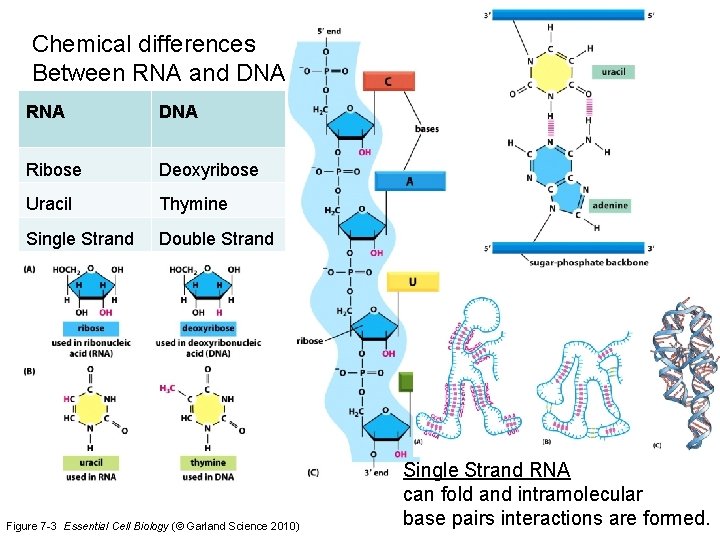 Chemical differences Between RNA and DNA RNA DNA Ribose Deoxyribose Uracil Thymine Single Strand