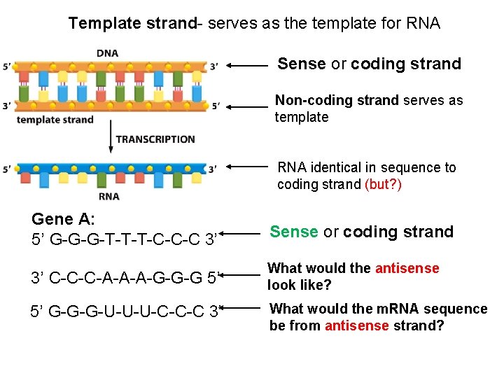 Template strand- serves as the template for RNA Sense or coding strand Non-coding strand