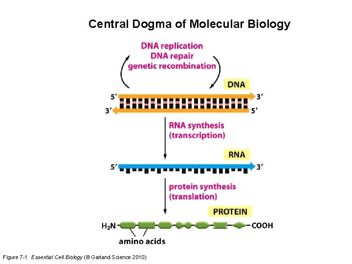 Central Dogma of Molecular Biology Figure 7 -1 Essential Cell Biology (© Garland Science