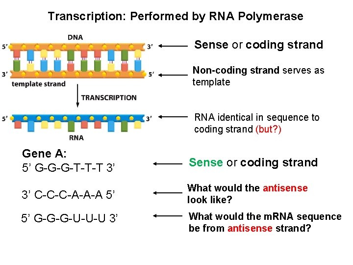 Transcription: Performed by RNA Polymerase Sense or coding strand Non-coding strand serves as template