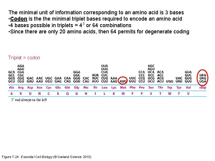 The minimal unit of information corresponding to an amino acid is 3 bases •