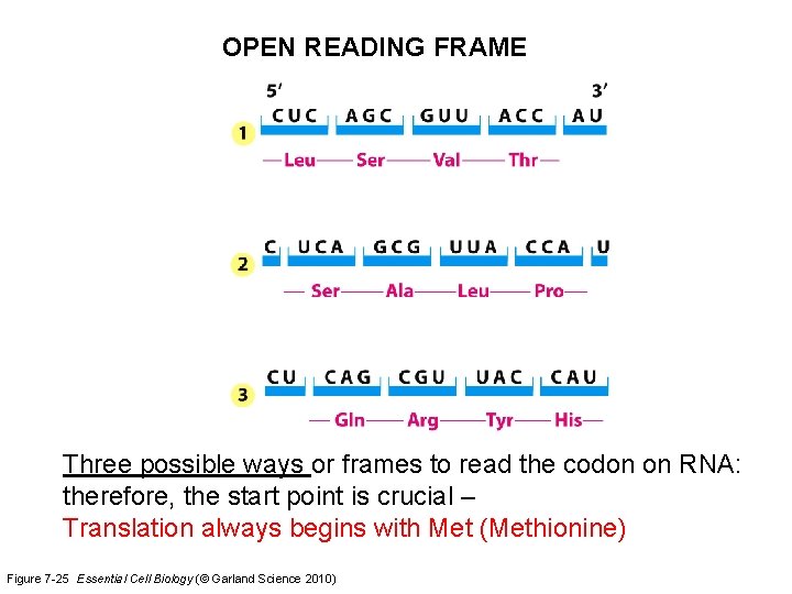 OPEN READING FRAME Three possible ways or frames to read the codon on RNA: