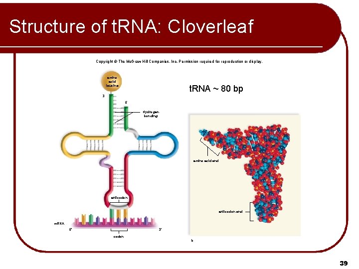 Structure of t. RNA: Cloverleaf Copyright © The Mc. Graw-Hill Companies, Inc. Permission required