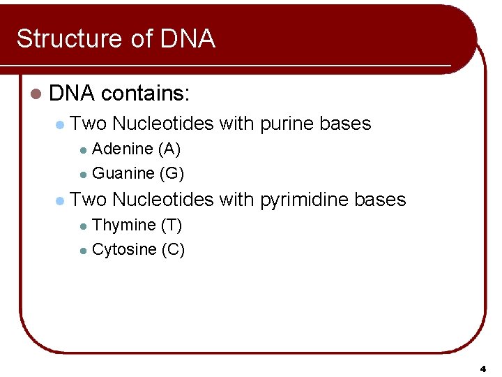 Structure of DNA l DNA contains: l Two Nucleotides with purine bases Adenine (A)