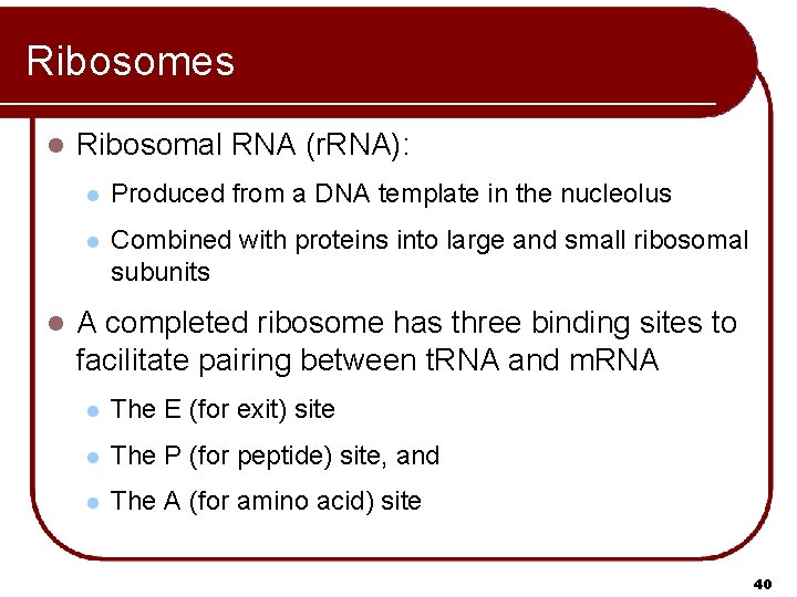 Ribosomes l l Ribosomal RNA (r. RNA): l Produced from a DNA template in