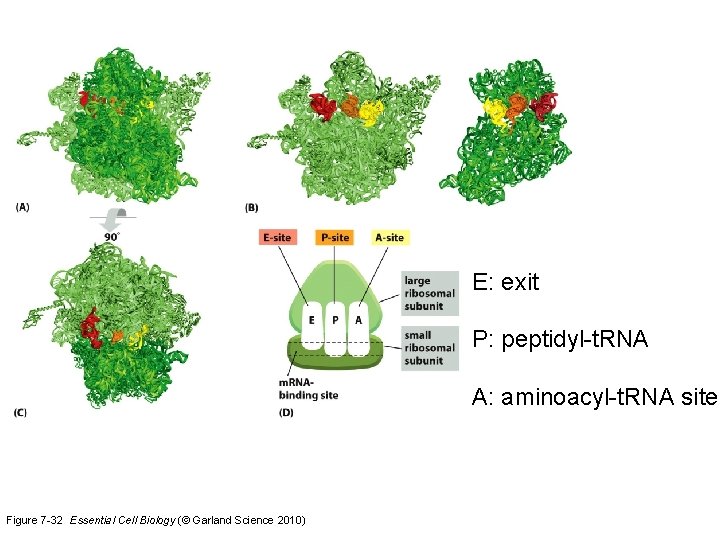 E: exit P: peptidyl-t. RNA A: aminoacyl-t. RNA site Figure 7 -32 Essential Cell