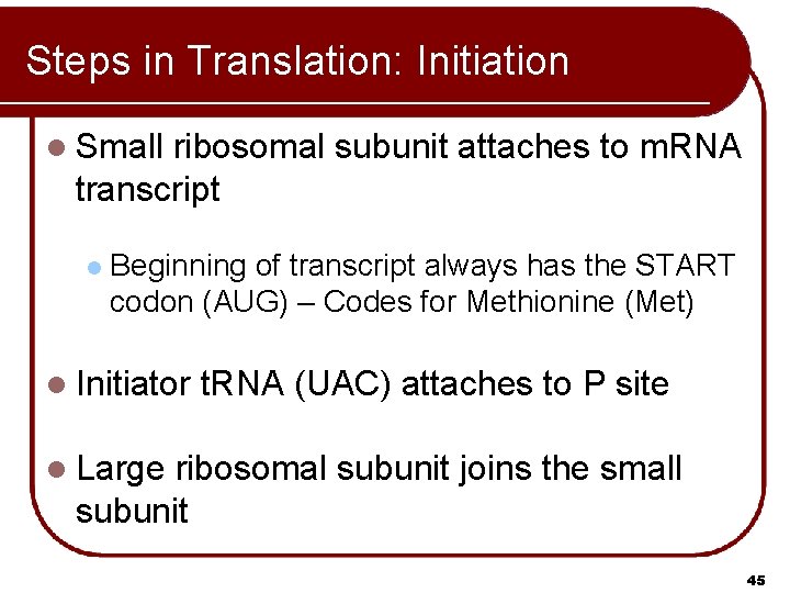 Steps in Translation: Initiation l Small ribosomal subunit attaches to m. RNA transcript l