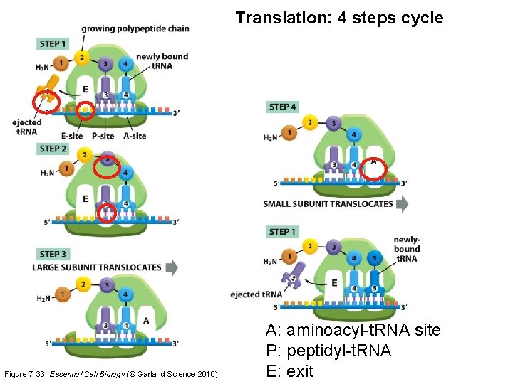 Translation: 4 steps cycle Figure 7 -33 Essential Cell Biology (© Garland Science 2010)