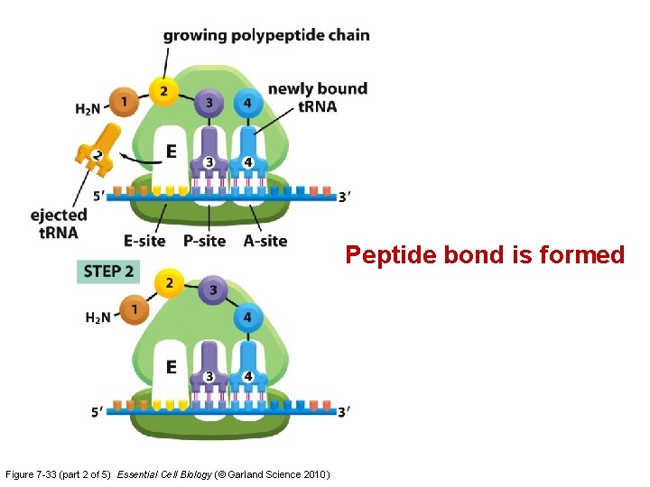 Peptide bond is formed Figure 7 -33 (part 2 of 5) Essential Cell Biology