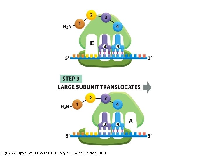 Figure 7 -33 (part 3 of 5) Essential Cell Biology (© Garland Science 2010)