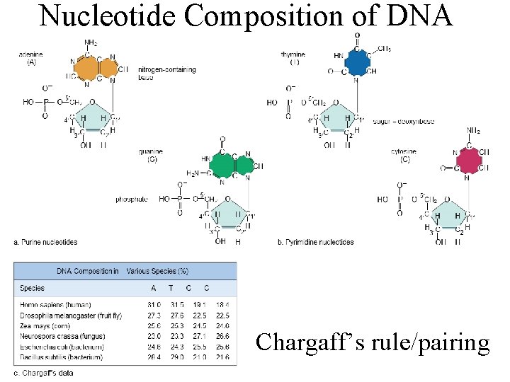 Nucleotide Composition of DNA Chargaff’s rule/pairing 