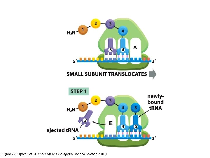 Figure 7 -33 (part 5 of 5) Essential Cell Biology (© Garland Science 2010)