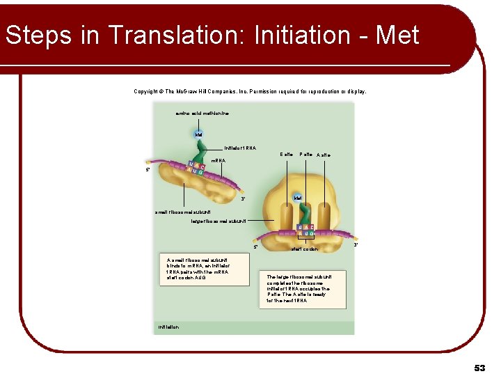 Steps in Translation: Initiation - Met Copyright © The Mc. Graw-Hill Companies, Inc. Permission