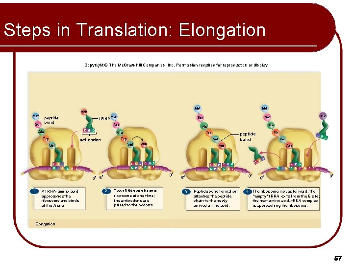 Steps in Translation: Elongation Copyright © The Mc. Graw-Hill Companies, Inc. Permission required for