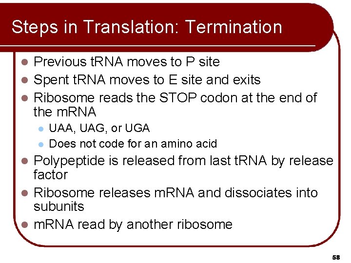 Steps in Translation: Termination Previous t. RNA moves to P site l Spent t.