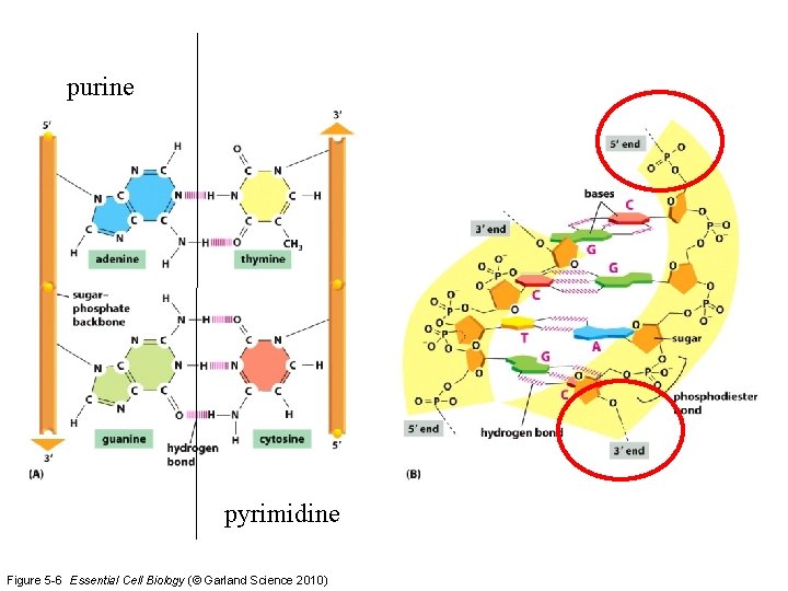 purine pyrimidine Figure 5 -6 Essential Cell Biology (© Garland Science 2010) 