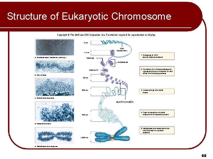 Structure of Eukaryotic Chromosome Copyright © The Mc. Graw-Hill Companies, Inc. Permission required for