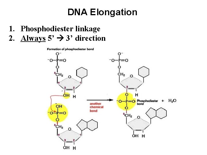DNA Elongation 1. Phosphodiester linkage 2. Always 5’ 3’ direction 