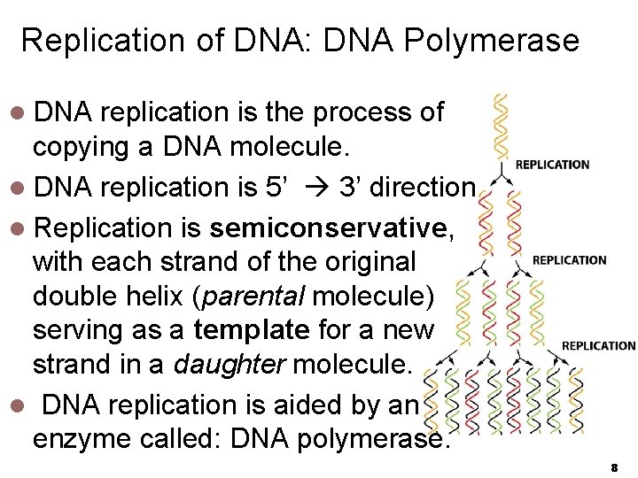 Replication of DNA: DNA Polymerase l DNA replication is the process of copying a