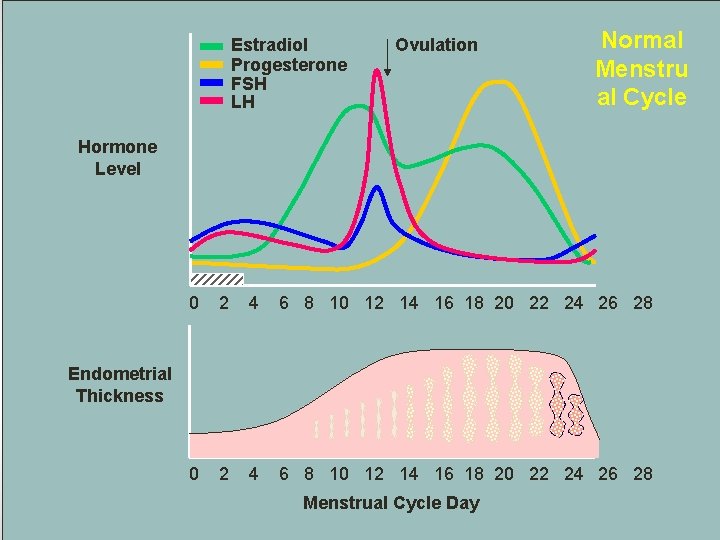 Estradiol Progesterone FSH LH Ovulation Normal Menstru al Cycle Hormone Level 0 2 4