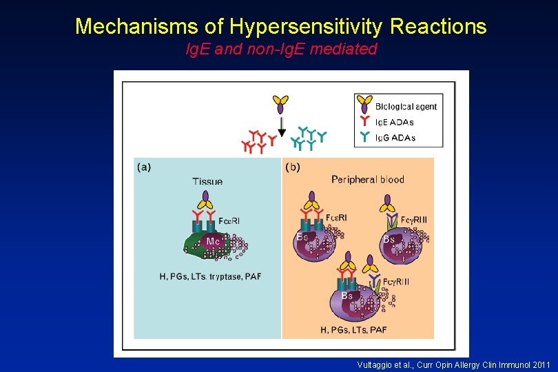 Mechanisms of Hypersensitivity Reactions Ig. E and non-Ig. E mediated Vultaggio et al. ,