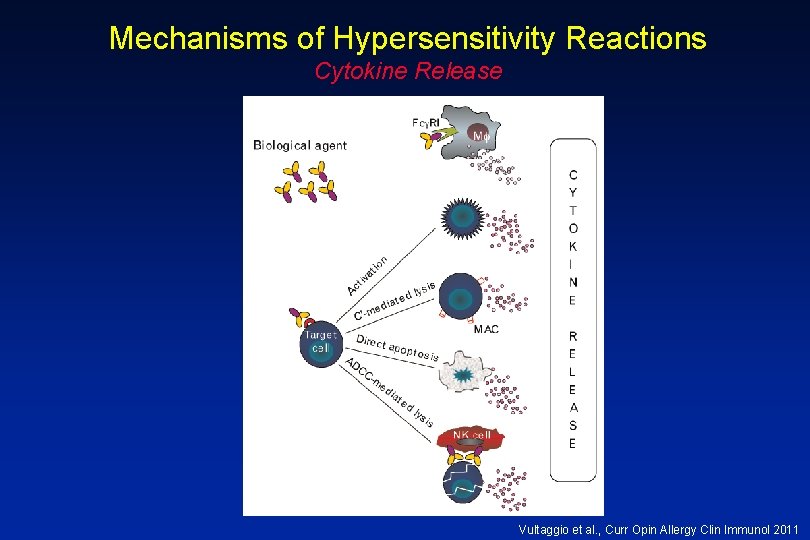 Mechanisms of Hypersensitivity Reactions Cytokine Release Vultaggio et al. , Curr Opin Allergy Clin