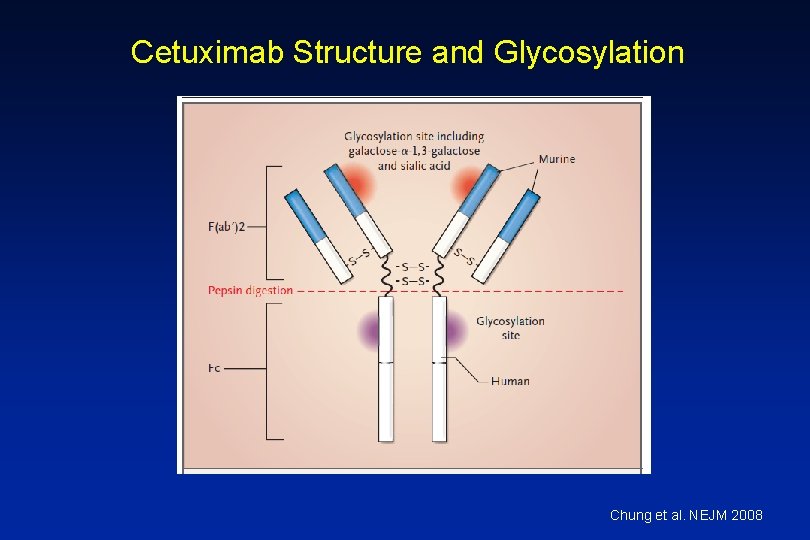 Cetuximab Structure and Glycosylation Chung et al. NEJM 2008 