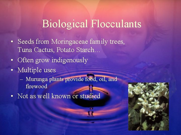 Biological Flocculants • Seeds from Moringaceae family trees, Tuna Cactus, Potato Starch… • Often