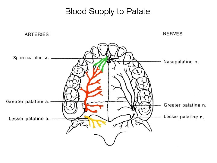 Blood Supply to Palate Sphenopalatine 