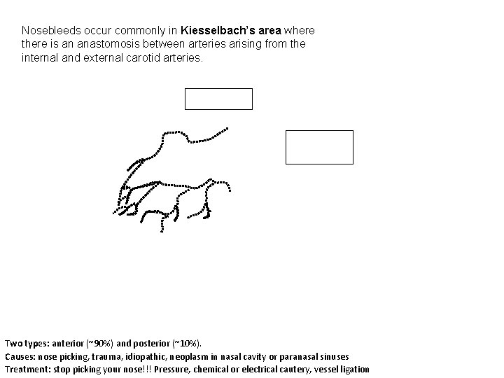 Nosebleeds occur commonly in Kiesselbach’s area where there is an anastomosis between arteries arising