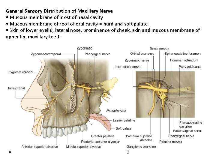General Sensory Distribution of Maxillary Nerve • Mucous membrane of most of nasal cavity