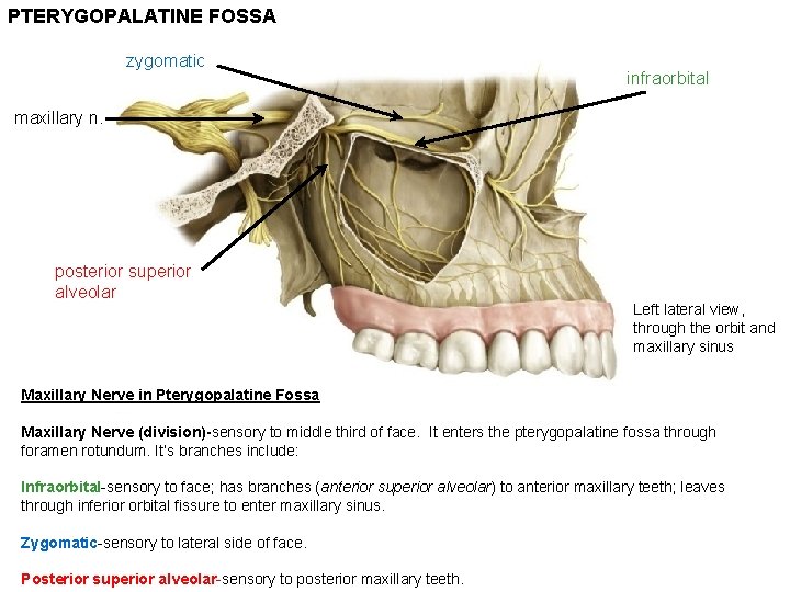 PTERYGOPALATINE FOSSA zygomatic infraorbital maxillary n. posterior superior alveolar Left lateral view, through the