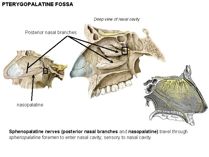 PTERYGOPALATINE FOSSA Deep view of nasal cavity Posterior nasal branches nasopalatine Sphenopalatine nerves (posterior