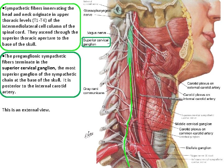  Sympathetic fibers innervating the head and neck originate in upper thoracic levels (T