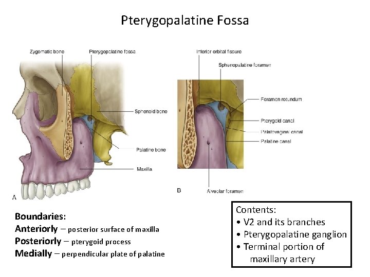 Pterygopalatine Fossa Boundaries: Anteriorly – posterior surface of maxilla Posteriorly – pterygoid process Medially