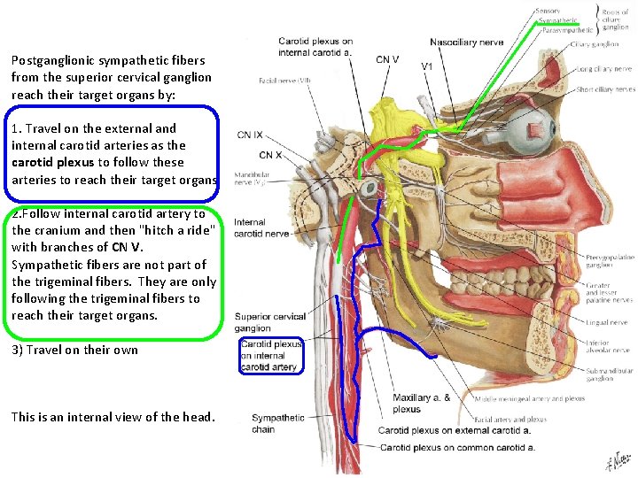 Postganglionic sympathetic fibers from the superior cervical ganglion reach their target organs by: 1.