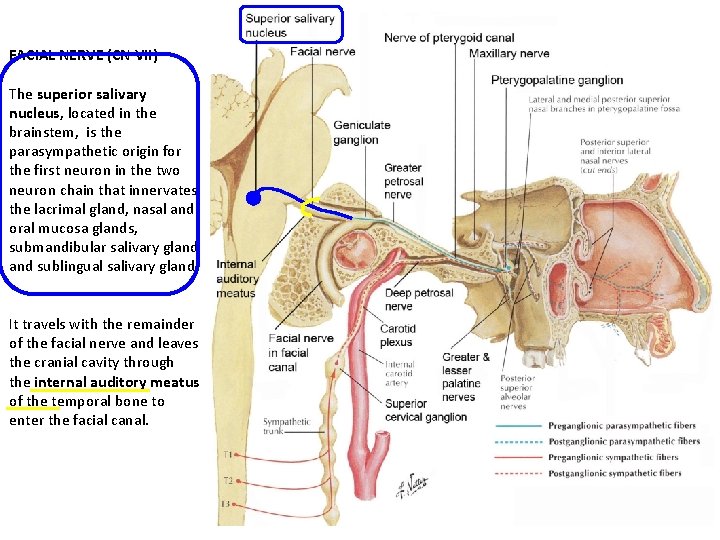 FACIAL NERVE (CN VII) The superior salivary nucleus, located in the brainstem, is the