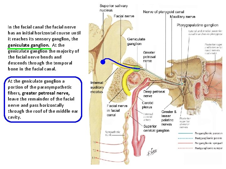 In the facial canal the facial nerve has an initial horizontal course until it