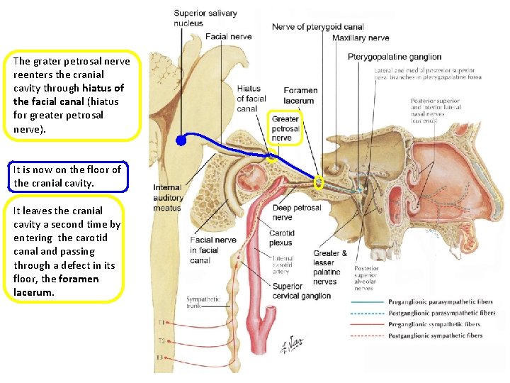 The grater petrosal nerve reenters the cranial cavity through hiatus of the facial canal