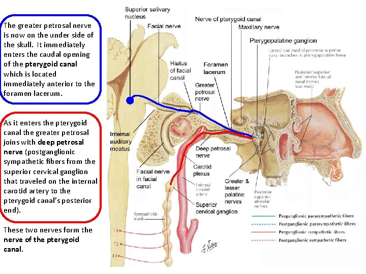 The greater petrosal nerve is now on the under side of the skull. It