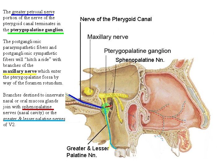 The greater petrosal nerve portion of the nerve of the pterygoid canal terminates in