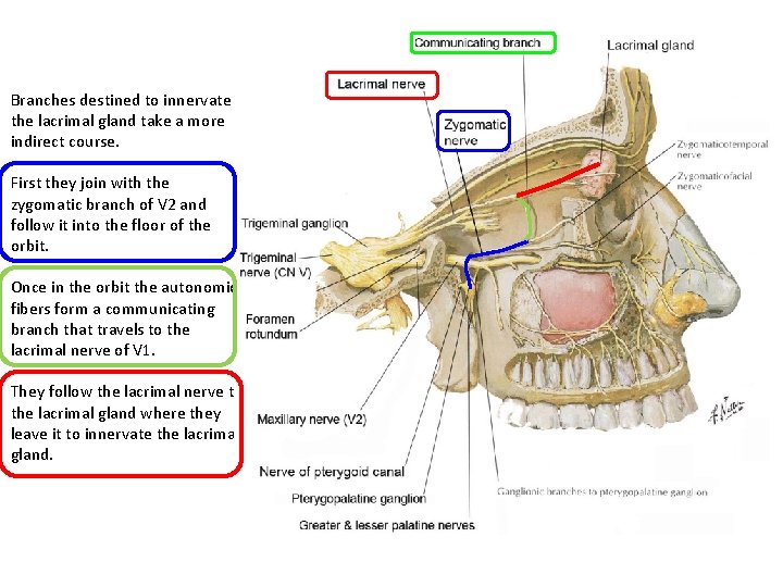 Branches destined to innervate the lacrimal gland take a more indirect course. First they