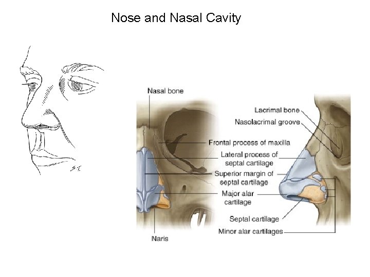 Nose and Nasal Cavity 