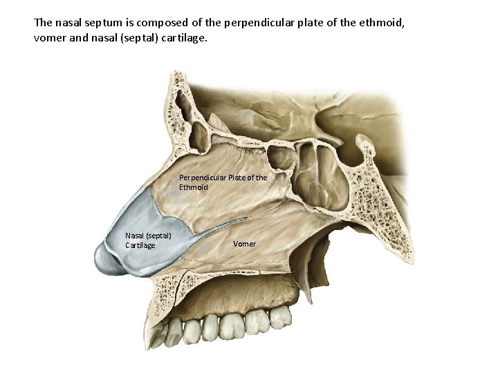 The nasal septum is composed of the perpendicular plate of the ethmoid, vomer and