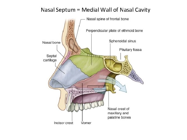 Nasal Septum = Medial Wall of Nasal Cavity 