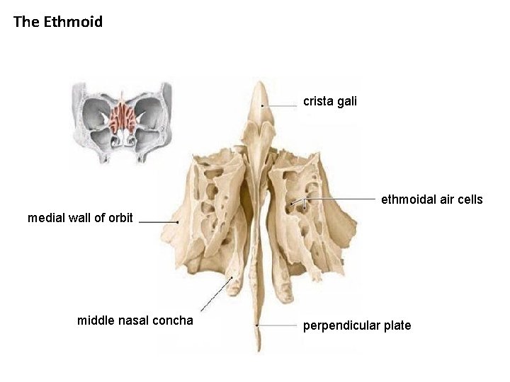 The Ethmoid crista gali ethmoidal air cells medial wall of orbit middle nasal concha