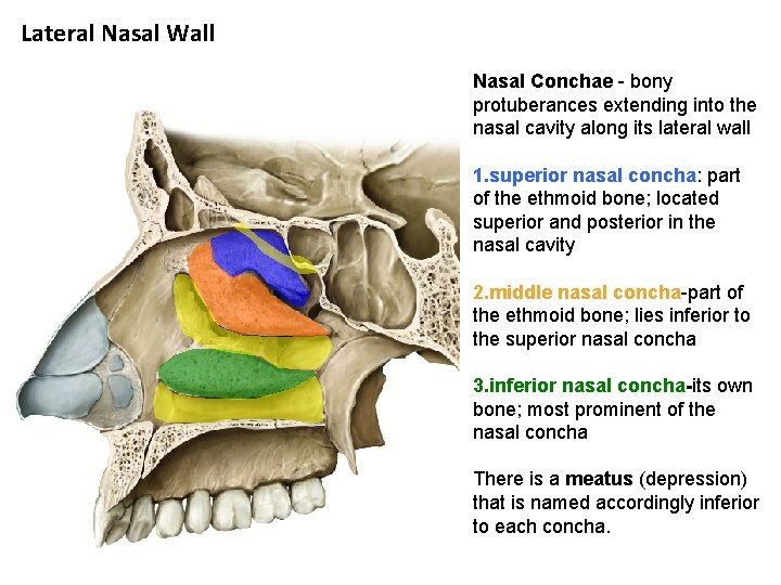 Lateral Nasal Wall Nasal Conchae - bony protuberances extending into the nasal cavity along