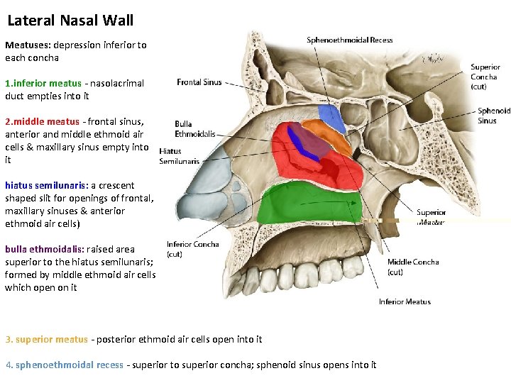 Lateral Nasal Wall Meatuses: depression inferior to each concha 1. inferior meatus - nasolacrimal